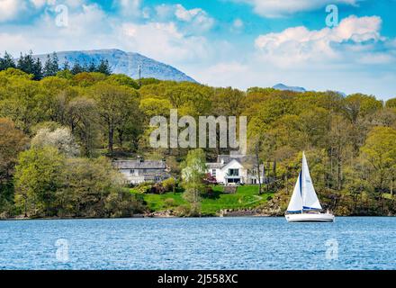 Lake Windermere, parc national de Lake District, Cumbria, Royaume-Uni. 20th avril 2022. Voile sur le lac Windermere lors d'une belle journée mettant en lumière les couleurs fraîches et vertes du feuillage de printemps. Crédit : John Eveson/Alamy Live News Banque D'Images