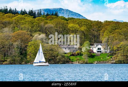 Lake Windermere, parc national de Lake District, Cumbria, Royaume-Uni. 20th avril 2022. Voile sur le lac Windermere lors d'une belle journée mettant en lumière les couleurs fraîches et vertes du feuillage de printemps. Crédit : John Eveson/Alamy Live News Banque D'Images