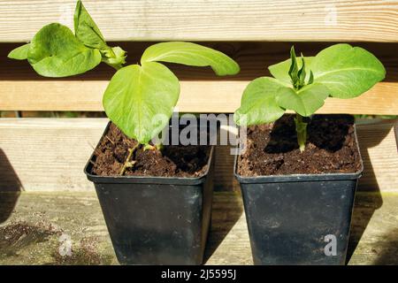 Deux semis de fèves en pots Banque D'Images