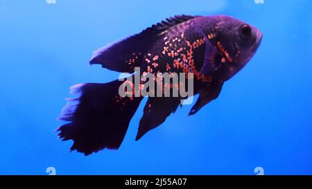Poisson de Flowerhorn dans l'eau, poisson d'aquarium Banque D'Images
