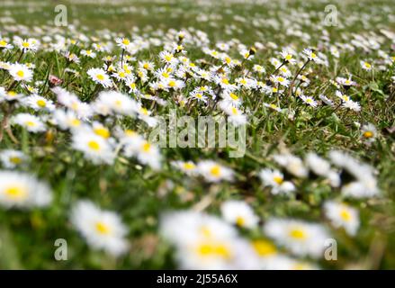 Champ herbacé plein de pâquerettes (bellis perennis), également connu sous le nom de pâquerette commune, pâquerette de pelouse ou pâquerette anglaise. Arrière-plan intentionnellement flou. Banque D'Images