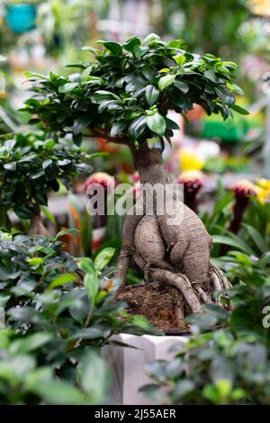 Naturel bonsai ficus microcarpa Ginseng plante ornementale en pot pour la décoration intérieure et le jardinage Banque D'Images