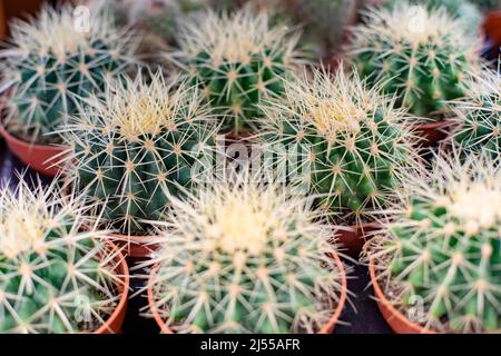 Echinocactus grusonii Cactaceae gros plan, plusieurs cactus avec des épines blanches épaisses dans de petits pots intérieurs. Fond naturel avec cactus Echinocactus grus Banque D'Images