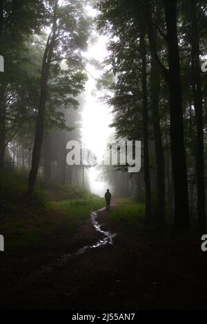 Un randonneur se promène dans la forêt brumeuse du ballon d'Alsace un après-midi d'août (Vosges, Haut Rhin, Grand est, France) Banque D'Images