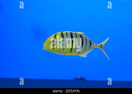 Aquarium Fish Golden Jack Golden Trevally Banque D'Images