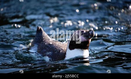 Pingouin de natation humboldt (Spheniscus humboldti) Banque D'Images