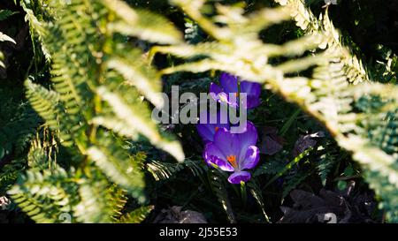 crocus violet coloré dans la forêt Banque D'Images