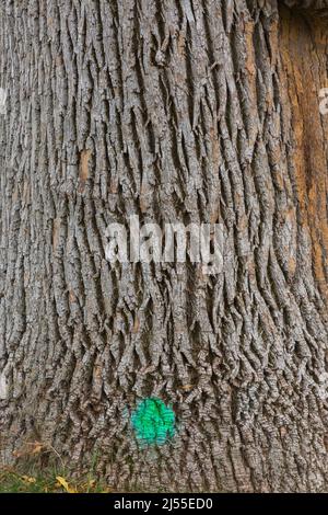 Tronc d'arbre à feuilles caduques marqué de peinture verte fluorescente. Banque D'Images