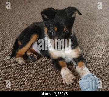 Un jeune chiot Border Collie se reposant à l'intérieur Banque D'Images