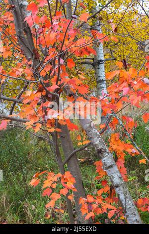 Acer saccharum - érable à sucre en automne. Banque D'Images