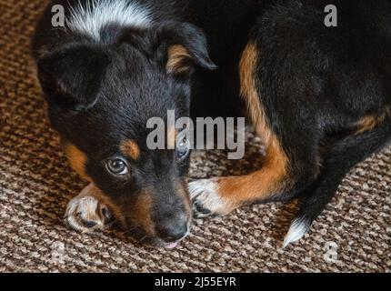 Un jeune chiot Border Collie se reposant à l'intérieur Banque D'Images