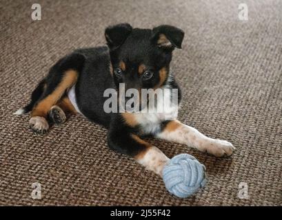 Un jeune chiot Border Collie se reposant à l'intérieur Banque D'Images