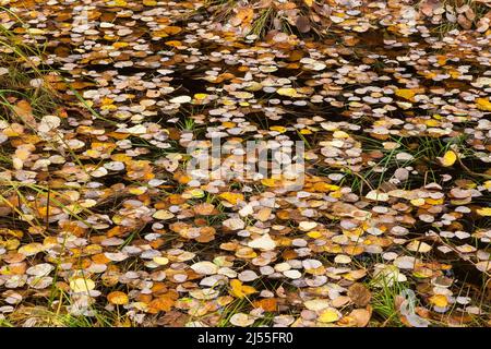 Betula papyrifera - feuilles d'arbre de bouleau en papier tombées sur la surface du marais en automne. Banque D'Images