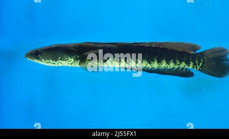 Tête de serpent poisson de l'aquarium de Murrel Fish Banque D'Images