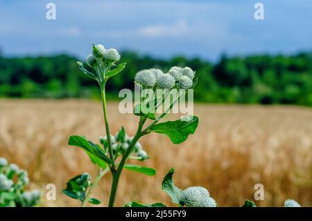 Fleurs de terriers vertes dans la prairie. Arrière-plan flou du champ de blé jaune. Plante médicinale. Banque D'Images
