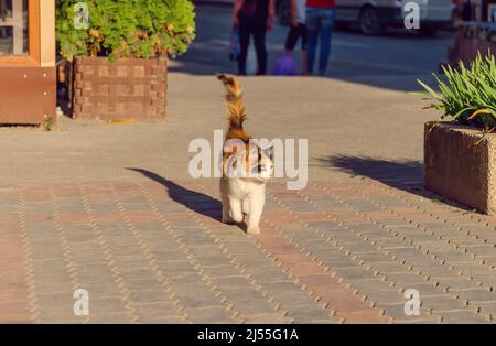 Le chat tricolore marche sur la chaussée. Animal sympathique. Paysage urbain. Banque D'Images