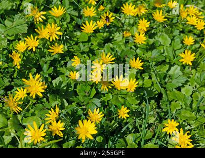 Floraison de la moindre celandine, Ficaria verna, au printemps Banque D'Images