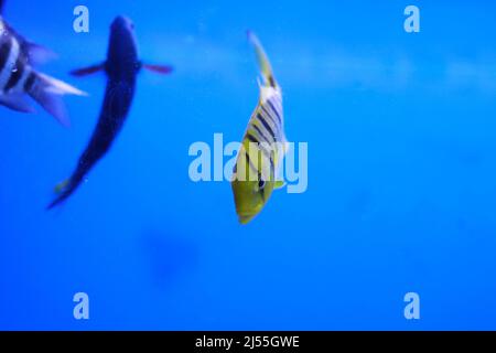 Aquarium Fish Golden Jack Golden Trevally Banque D'Images