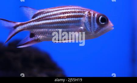 Poisson d'aquarium nu rose dans le réservoir Banque D'Images