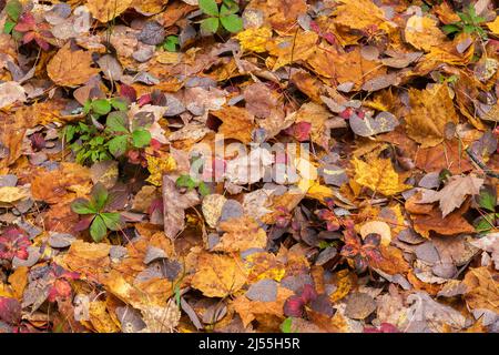 Betula papyrifera - bouleau à papier et Acer - feuilles d'érable tombées dans la sous-croissance forestière en automne. Banque D'Images