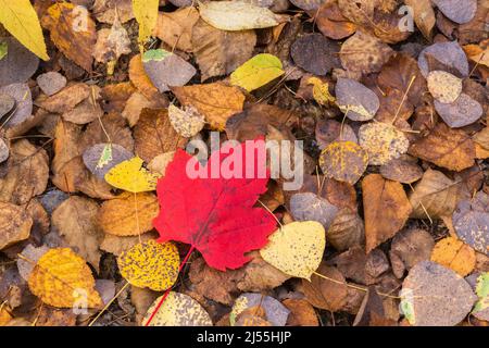 Acer saccharum - feuille d'érable à sucre sur le dessus de Betula - feuilles d'arbre à bouleau en automne. Banque D'Images