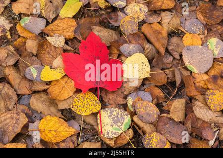 Acer saccharum - feuille d'érable à sucre sur le dessus de Betula - feuilles d'arbre à bouleau en automne. Banque D'Images