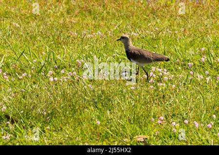 Goias, Brésil – 19 avril 2022 : Vanellus chilensis. Un oiseau marchant sur la pelouse d'un parc dans la ville de Goiania. Banque D'Images