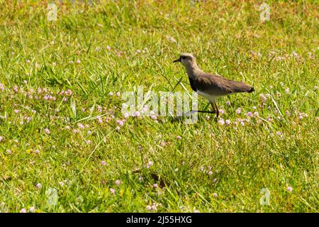 Goias, Brésil – 19 avril 2022 : Vanellus chilensis. Un oiseau marchant sur la pelouse d'un parc dans la ville de Goiania. Banque D'Images