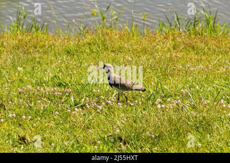 Goias, Brésil – 19 avril 2022 : Vanellus chilensis. Un oiseau marchant sur la pelouse d'un parc dans la ville de Goiania. Banque D'Images