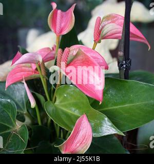 Anthurium rose, fleur d'arrière-plan ou fleur de flamants roses. Les anthuriums sont le plus grand genre de la famille des arum, les Araceae. Banque D'Images