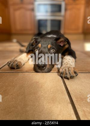 Jolies photos de Border Collie Puppy Banque D'Images