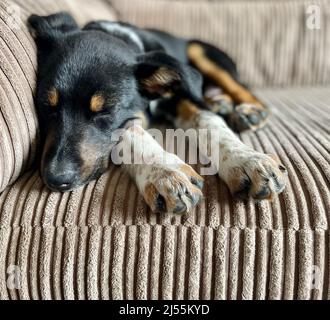 Jolies photos de Border Collie Puppy Banque D'Images