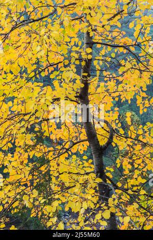 Betula - Birch Tree en automne. Banque D'Images