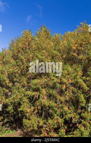 Thuja standishii - Cèdre dans l'état de durcissement à froid en automne. Banque D'Images