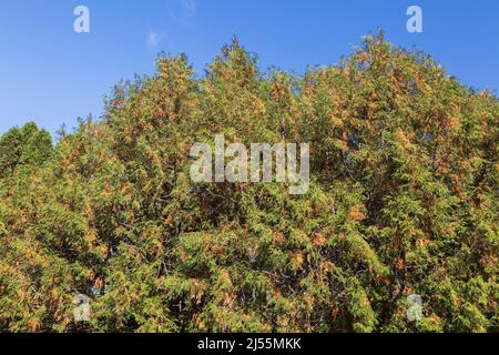 Thuja standishii - Cèdre dans l'état de durcissement à froid en automne. Banque D'Images