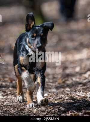 Border Collie en train de faire de l'exercice Banque D'Images