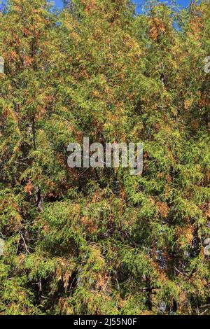 Thuja standishii - Cèdre dans l'état de durcissement à froid en automne. Banque D'Images