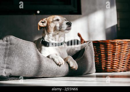 Jack Russell Terrier, un homme de race pure, se trouve dans son lit et repose. Photographie d'animaux Banque D'Images