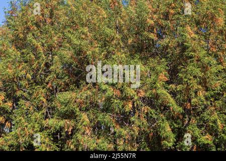 Thuja standishii - Cèdre dans l'état de durcissement à froid en automne. Banque D'Images