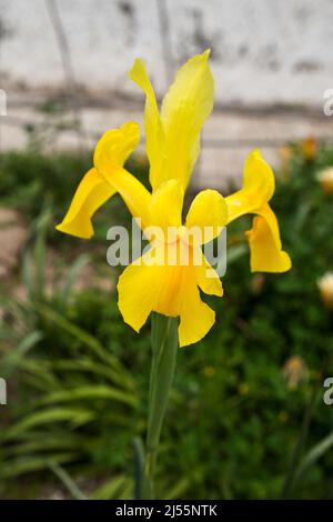 Fleur jaune colorée de Pseudacorus Iris dans le jardin Banque D'Images