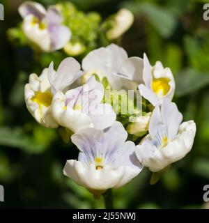 Nemesia 'Easter Bonnet' fleurit au printemps au Royaume-Uni Banque D'Images