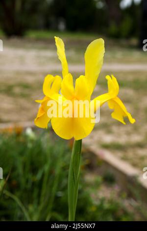 Fleur jaune colorée de Pseudacorus Iris dans le jardin Banque D'Images