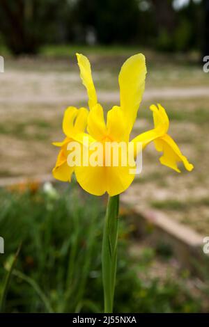 Fleur jaune colorée de Pseudacorus Iris dans le jardin Banque D'Images