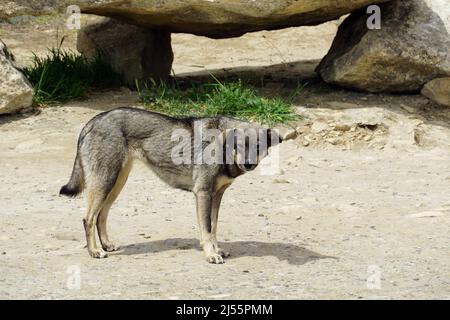 Chien, Réserve historique et culturelle de l'État du Gobustan, Azerbaïdjan, Azərbaycan, Asie Banque D'Images