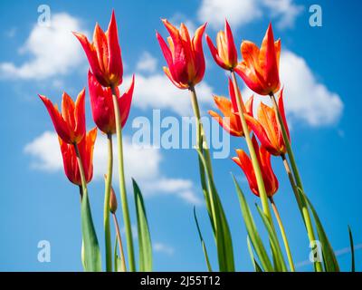 Fleurs d'orange parfumées de l'élégante tulipe à fleurs de nénuphars 'Ballerina', sur un ciel bleu de printemps Banque D'Images