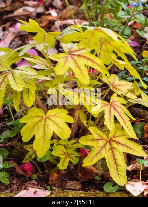 Feuillage de printemps doré à veiné rouge de la plante de jardin herbacée, robuste, ombragée, x Heucherella Alabama Sunrise Banque D'Images