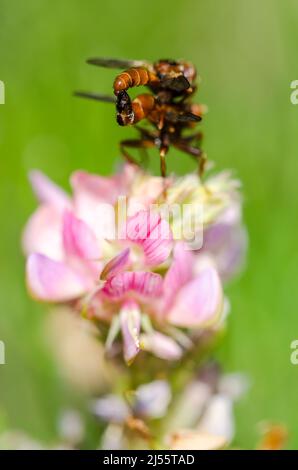 L'abeille ferrugineuse-Grabber, Sicus ferrugineus, une espèce de mouche de la famille des Conopidae, qui se pond sur la sainfoin commune. Banque D'Images