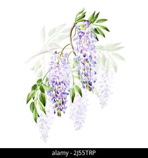 Fleur de wisteria, enregistrer l'élément de carte de date. Illustration aquarelle dessinée à la main isolée sur fond blanc Banque D'Images