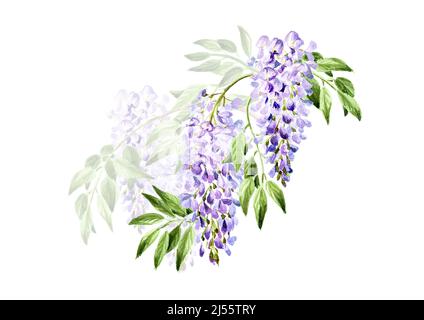 Fleur de wisteria, enregistrer l'élément de carte de date. Aquarelle dessinée à la main, illustration isolée sur fond blanc Banque D'Images