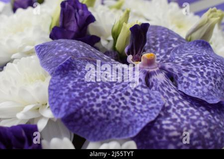 Un magnifique bouquet de chrysanthèmes blancs et de fleurs et roses d'orchidées bleues de Vanda Sansai. Vue de dessus, gros plan. Banque D'Images